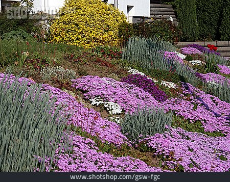 
                Aubrieta, Flower Bed, Ground Cover                   