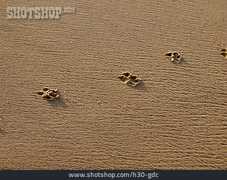 
                Sand, Hundestrand, Pfotenabdruck                   