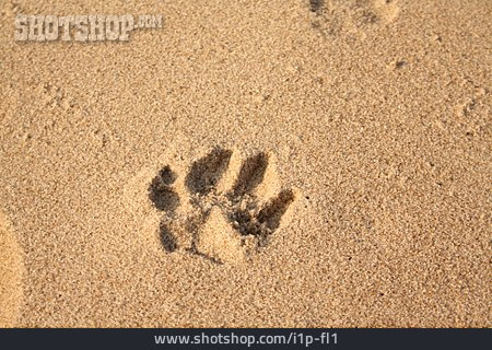 
                Sand, Hundepfote                   