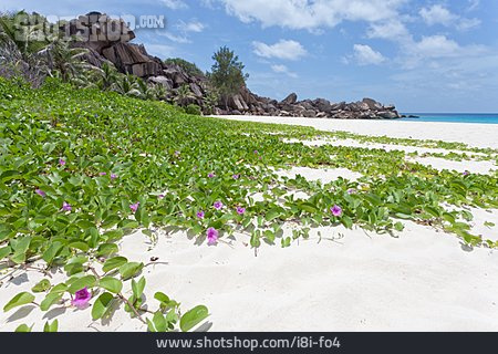 
                Seychellen, Traumurlaub, Grand Anse                   