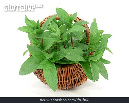 
                Peppermint, Culinary Herbs                   