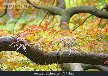 
                Herbstlich, Fächer-ahorn                   
