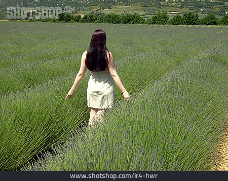 
                Frau, Provence, Lavendelfeld                   