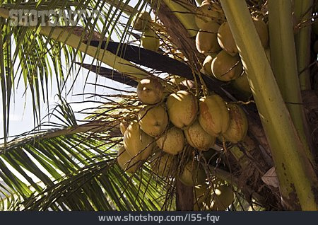 
                Kokosnuss, Kokospalme                   