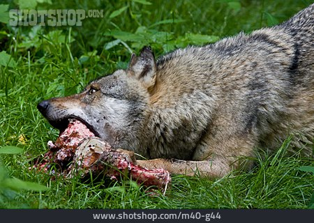 
                Nahrung & Nahrungsaufnahme, Fressen, Wolf                   