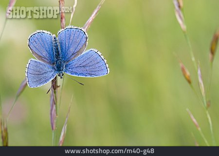 
                Schmetterling, Bläuling                   