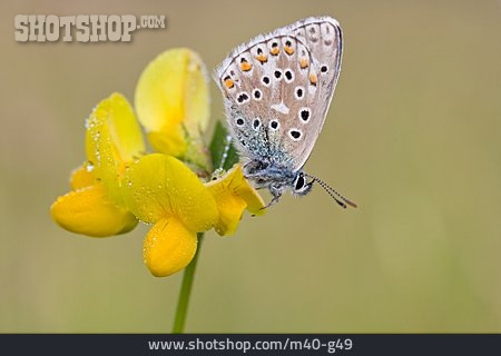 
                Schmetterling, Hauhechel-bläuling                   