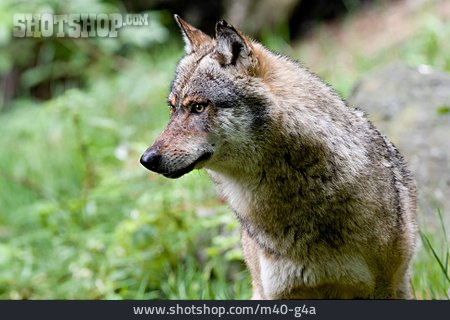 
                Raubtier, Wolf                   