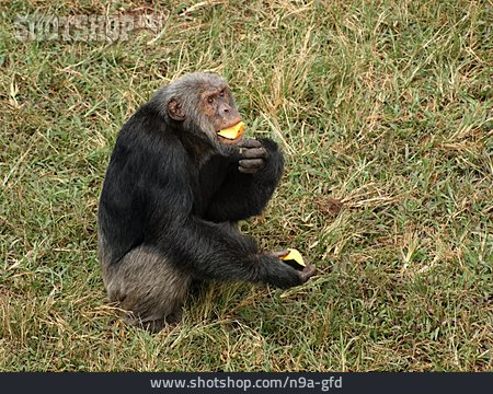 
                Schimpanse                   