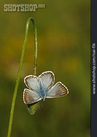 
                Schmetterling, Bläuling                   