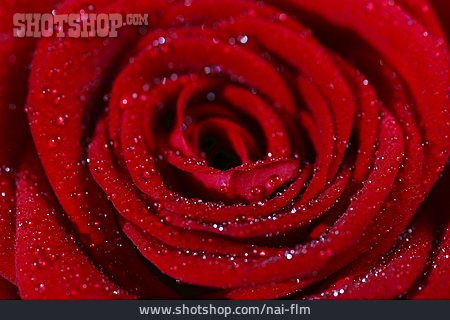 
                Rose, Rosenblüte, Rote Rose                   