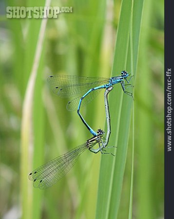 
                Libelle, Paarung, Hufeisen-azurjungfer                   