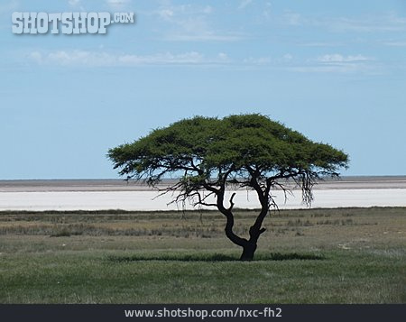 
                Etosha-nationalpark                   