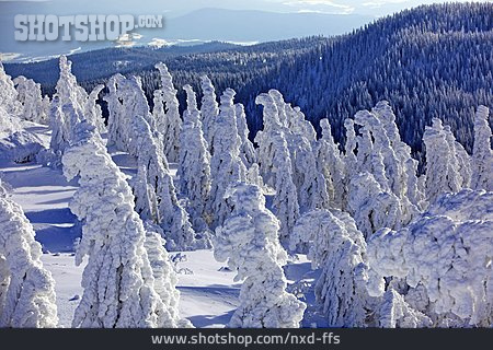 
                Winterlandschaft, Schneelast, Bayerischer Wald                   