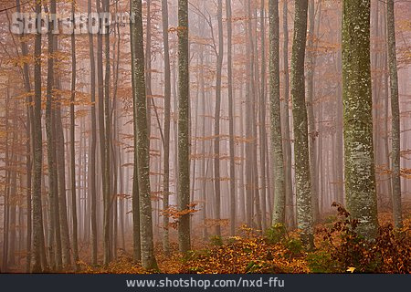
                Wald, Herbststimmung, Buchenwald                   