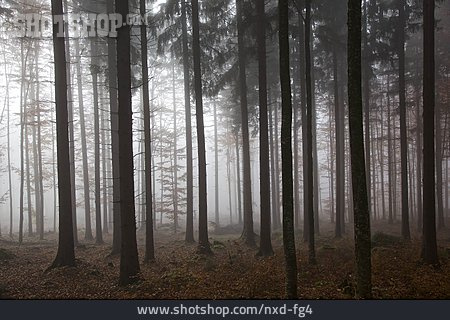 
                Nebel, Fichtenwald, Bayerischer Wald                   