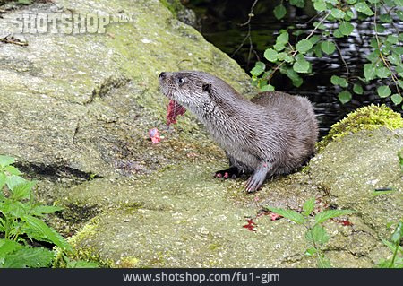 
                Nahrung & Nahrungsaufnahme, Fischotter, Otter                   