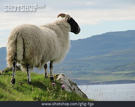 
                Schaf, Widder, Schottland                   