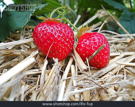 
                Erdbeere, Obstanbau                   