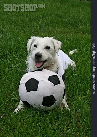 
                Fußball, Ball, Ballspiel, Parson Russell Terrier                   