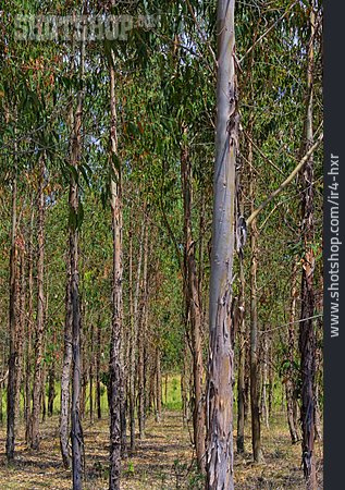 
                Wald, Eukalyptusbaum                   