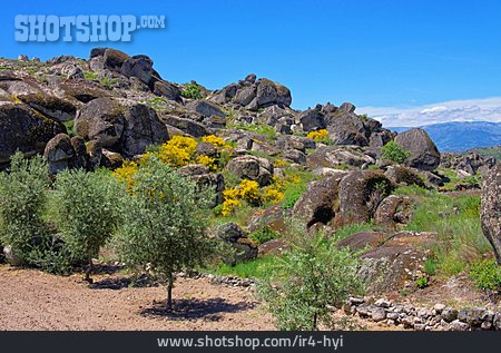 
                Vegetation, Felsig, Steinig                   