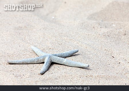 
                Sand, Seestern                   