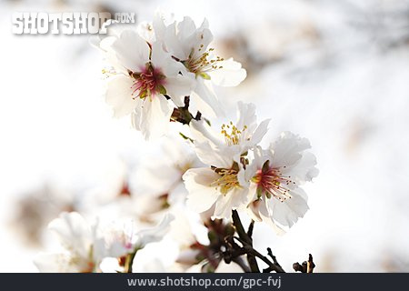 
                Kirschblüte, Kirschzweig                   