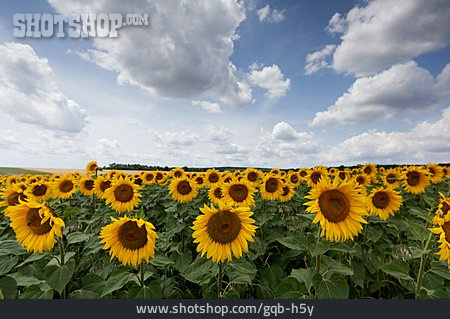 
                Sonnenblume, Sonnenblumenfeld                   