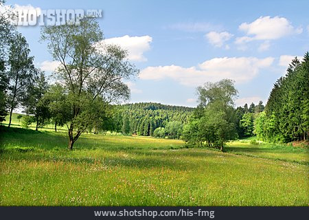 
                Landschaft, Blumenwiese, Mühlental                   