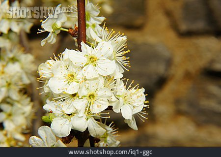 
                Obstbaumblüte, Mirabellenblüte                   