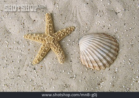 
                Sand, Muschel, Seestern                   