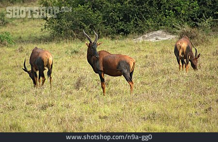 
                Antilope, Kuhantilope                   