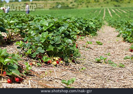 
                Obstanbau, Erdbeerpflanze                   
