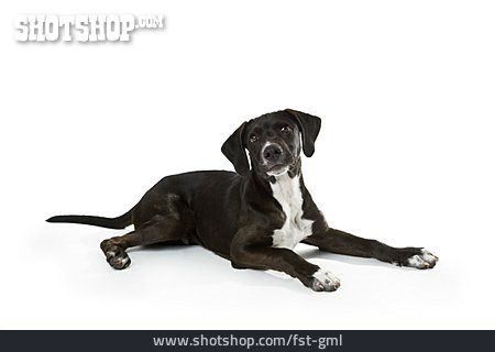 
                Hund, Labrador                   