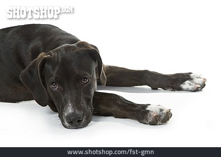 
                Ausruhen, Hund, Labrador                   