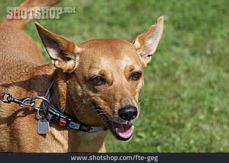 
                Mischlingshund                   