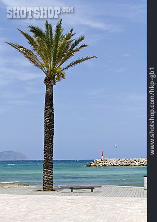 
                Reise & Urlaub, Palme, Mediterran, Can Picafort                   