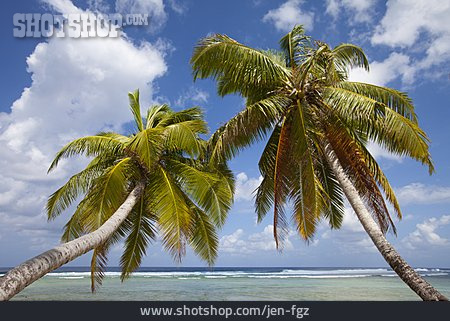 
                Kokospalme, Kokosinseln                   