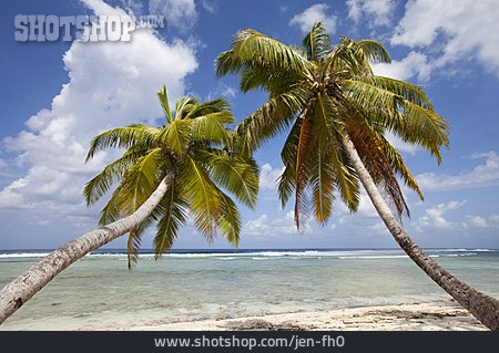 
                Kokospalme, Kokosinseln                   