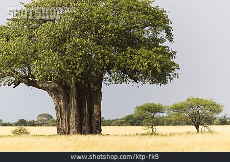 
                Affenbrotbaum, Baobab                   
