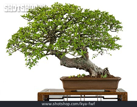 
                Bonsaibaum, Chinesische Ulme                   