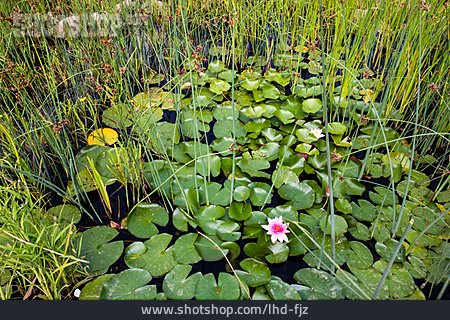 
                Wasserpflanze, Teich, Seerose                   