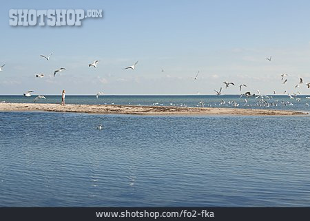 
                Möwe, Vogelschwarm, Sandbank                   