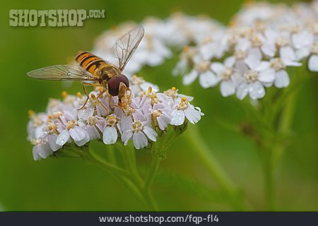 
                Hoverfly, Episyrphus Balteatus                   