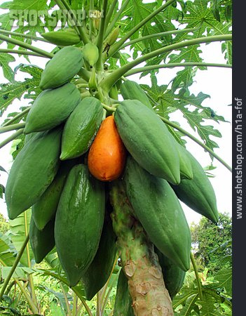 
                Papaya, Papaya-pflanze                   