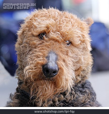
                Airedale Terrier                   