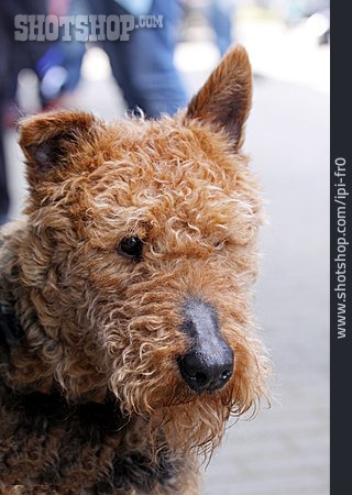 
                Airedale Terrier                   