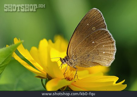 
                Schmetterling, Brauner Waldvogel                   