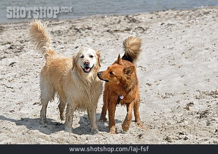 
                Golden Retriever, Hundestrand, Harzer Fuchs                   